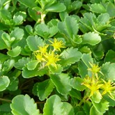 Orange Stonecrop